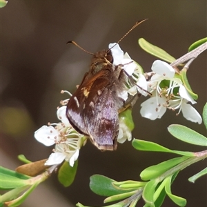 Toxidia doubledayi (Lilac Grass-skipper) at Mongarlowe, NSW by LisaH