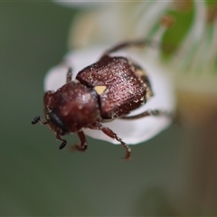 Microvalgus sp. (genus) (Flower scarab) at Mongarlowe, NSW - 26 Nov 2024 by LisaH