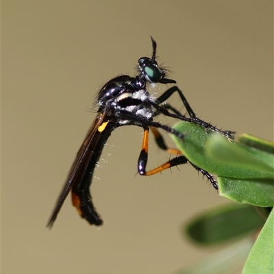 Austrosaropogon sp. at Mongarlowe, NSW - 26 Nov 2024 by LisaH