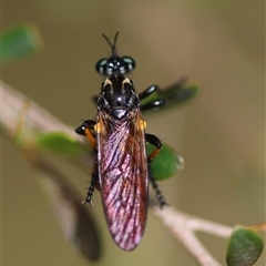 Austrosaropogon sp. at suppressed - 27 Nov 2024