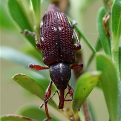 Aoplocnemis rufipes (A weevil) at Mongarlowe, NSW - 27 Nov 2024 by LisaH