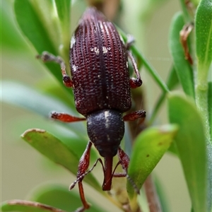 Aoplocnemis rufipes at Mongarlowe, NSW - 27 Nov 2024