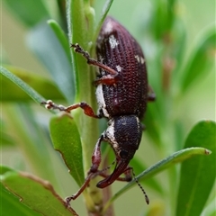 Aoplocnemis rufipes at Mongarlowe, NSW - 27 Nov 2024