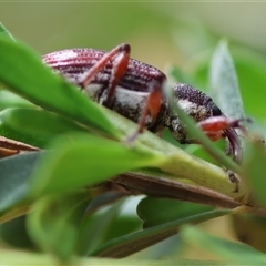 Aoplocnemis rufipes at Mongarlowe, NSW - 27 Nov 2024