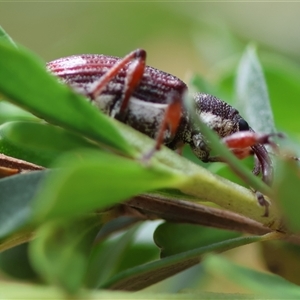 Aoplocnemis rufipes at Mongarlowe, NSW - 27 Nov 2024