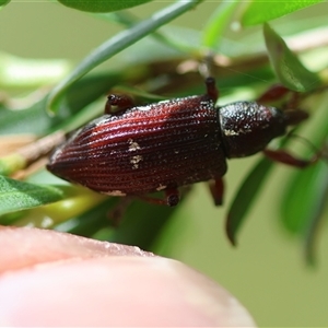 Aoplocnemis rufipes at Mongarlowe, NSW - 27 Nov 2024