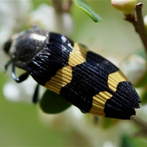 Castiarina bifasciata at Mongarlowe, NSW - suppressed