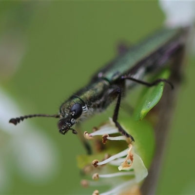 Eleale aspera (Clerid beetle) at Mongarlowe, NSW - 27 Nov 2024 by LisaH