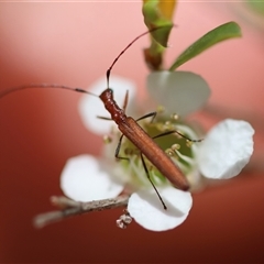 Unidentified Beetle (Coleoptera) at Mongarlowe, NSW - 27 Nov 2024 by LisaH