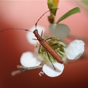 Stenoderus concolor at Mongarlowe, NSW - suppressed