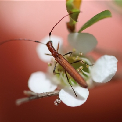 Unidentified Beetle (Coleoptera) at Mongarlowe, NSW - 27 Nov 2024 by LisaH