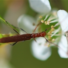 Stenoderus concolor at Mongarlowe, NSW - suppressed