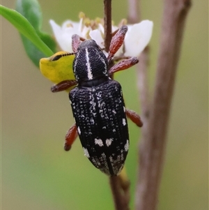 Aoplocnemis rufipes at Mongarlowe, NSW - 27 Nov 2024