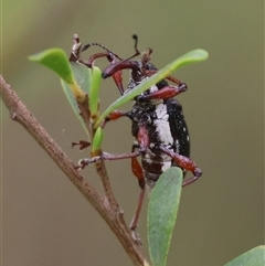 Aoplocnemis rufipes at Mongarlowe, NSW - 27 Nov 2024