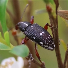 Aoplocnemis rufipes at Mongarlowe, NSW - 27 Nov 2024