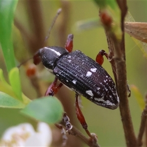 Aoplocnemis rufipes at Mongarlowe, NSW - 27 Nov 2024