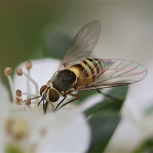 Australiphthiria hilaris (Slender Bee Fly) at Mongarlowe, NSW by LisaH