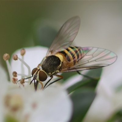 Unidentified True fly (Diptera) at Mongarlowe, NSW - 27 Nov 2024 by LisaH