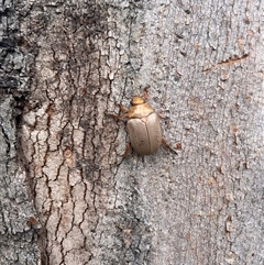 Anoplognathus sp. (genus) (Unidentified Christmas beetle) at Thirlmere, NSW - 28 Nov 2024 by millie