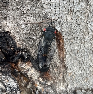 Psaltoda moerens at Thirlmere, NSW - 28 Nov 2024 11:35 AM