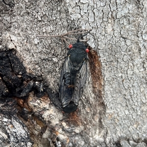 Psaltoda moerens (Redeye cicada) at Thirlmere, NSW by millie