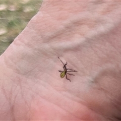 Amorbus (genus) (Eucalyptus Tip bug) at Thirlmere, NSW - 28 Nov 2024 by millie