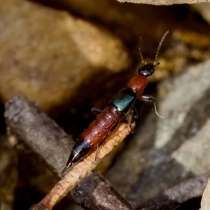 Paederus sp. (genus) at Cotter River, ACT - 23 Nov 2024