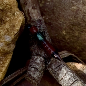 Paederus sp. (genus) at Cotter River, ACT - 23 Nov 2024