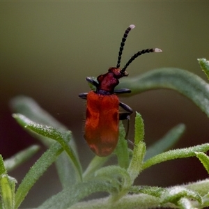 Lemodes coccinea (Scarlet ant beetle) at Cotter River, ACT by KorinneM