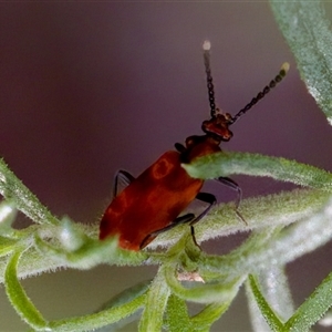 Lemodes coccinea at Cotter River, ACT - 23 Nov 2024