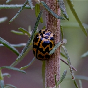 Cleobora mellyi at Cotter River, ACT - 23 Nov 2024