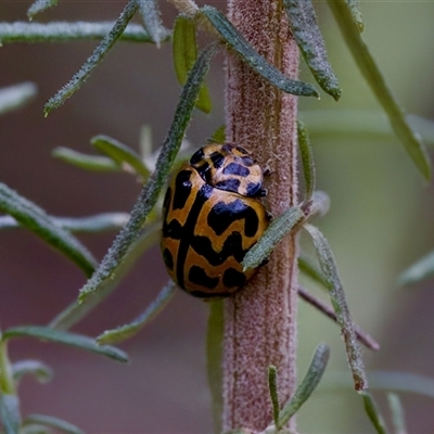 Cleobora mellyi (Southern Ladybird) at Cotter River, ACT - 23 Nov 2024 by KorinneM