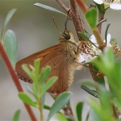 Timoconia flammeata (Bright Shield-skipper) at Mongarlowe, NSW - 28 Nov 2024 by LisaH