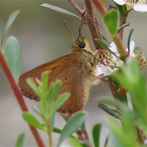 Timoconia flammeata (Bright Shield-skipper) at Mongarlowe, NSW by LisaH