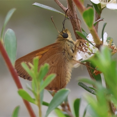 Timoconia flammeata (Bright Shield-skipper) at Mongarlowe, NSW - 28 Nov 2024 by LisaH