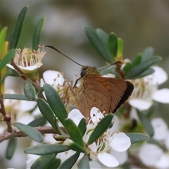 Timoconia flammeata at Mongarlowe, NSW - suppressed