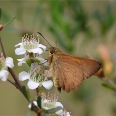 Timoconia flammeata at Mongarlowe, NSW - suppressed