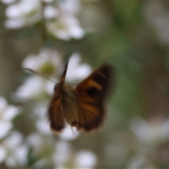 Timoconia flammeata at Mongarlowe, NSW - suppressed