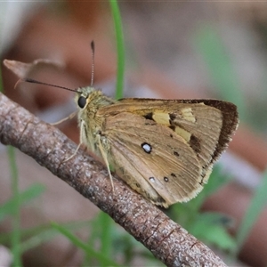 Trapezites eliena at Mongarlowe, NSW - suppressed