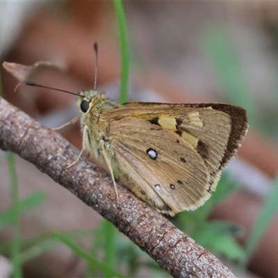 Trapezites eliena (Orange Ochre) at Mongarlowe, NSW - 28 Nov 2024 by LisaH