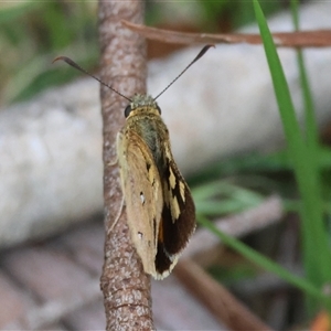 Trapezites eliena at Mongarlowe, NSW - suppressed