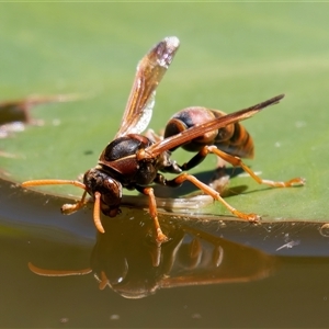 Polistes (Polistella) humilis at Chisholm, ACT - 12 Feb 2024