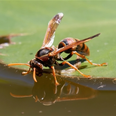 Polistes (Polistella) humilis at Chisholm, ACT - 12 Feb 2024 by RomanSoroka