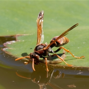 Polistes (Polistella) humilis at Chisholm, ACT - 12 Feb 2024