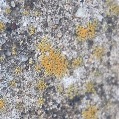 Lichen - crustose at Campbell, ACT - 29 Nov 2024 by Hejor1