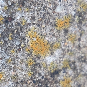 Lichen - crustose at Campbell, ACT by Hejor1