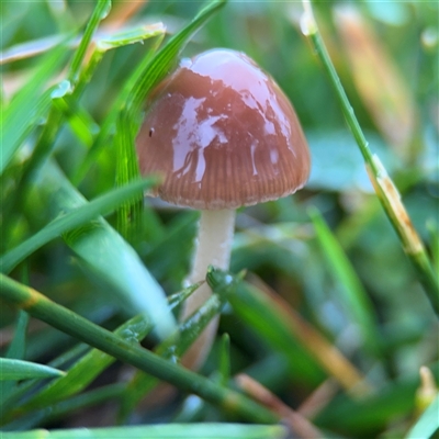 Panaeolus sp. at Campbell, ACT - 30 Nov 2024 by Hejor1