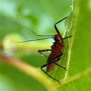 Gminatus australis at Campbell, ACT - 30 Nov 2024