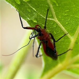 Gminatus australis at Campbell, ACT - 30 Nov 2024