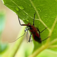 Gminatus australis at Campbell, ACT - 30 Nov 2024